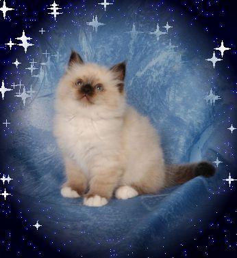 MERCI MA S@M POUR TA CREATION A L' ENTREE DE MON BLOG