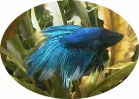 PASSION PARTAGEE AVEC MON FILS ET VIP BLOG JUSTEPOURVOUS