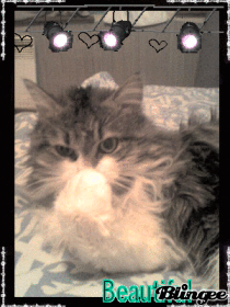 MON CHAT RAMSES !!!!! CECI N'EST PAS UN MONTAGE LOL