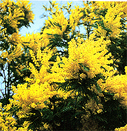 POUR TOI MAMAN SA FERA 6 ANS LE 11 FEVRIER 2007 PETIT MONTAGE