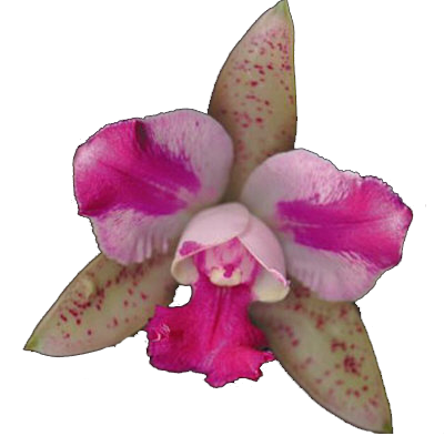 MERCI A TOUS ET TOUTES POUR VOTRE SOUTIEN EN CE 11.02. (ARTICLE MESS PERSO)