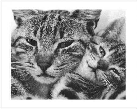 BON MARDI A VOUS TOUS ET TOUTES ET UNE GROSSE PENSEE POUR CLOCLO