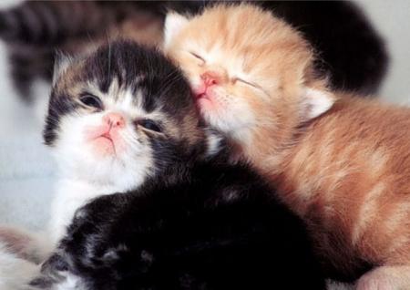 TRES BON LUNDI A VOUS TOUS ET TOUTES GROS BISOUS