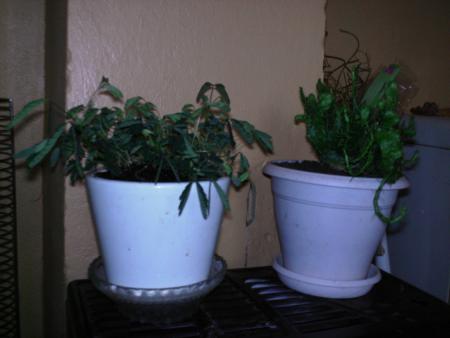 DES PLANTES BIZARRES!!!!!!!!!!!!!!!!!!!!!