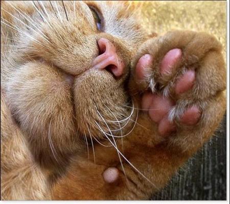 BONNE SOIREE ET BON MERCREDI GROS BISOUS CAROLINE