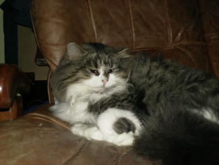 MON CHAT LE PACHA DE LA MAISON 