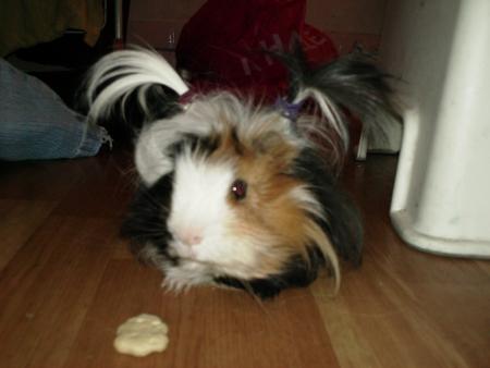 LE COCHON DINDE LE PLUS AU TOP DU MOMENT!!!!!!!!!!!!!!!!!!!!!!!!!