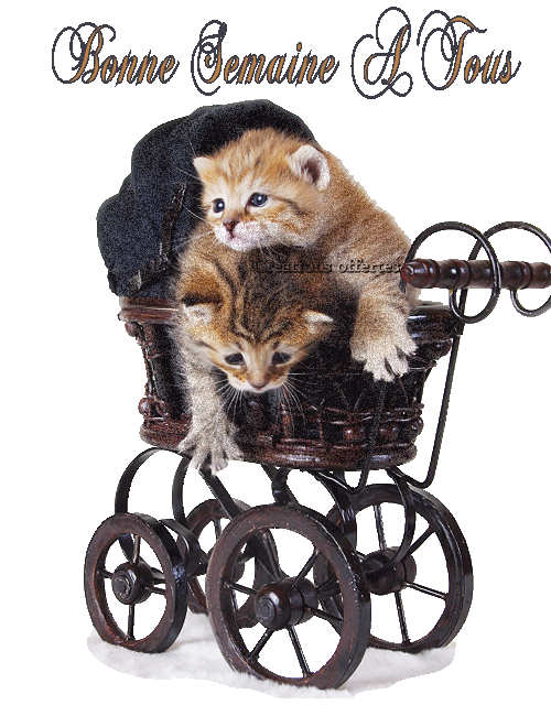 BONNE SEMAINE A TOUS ET TOUTES KISS C@RO