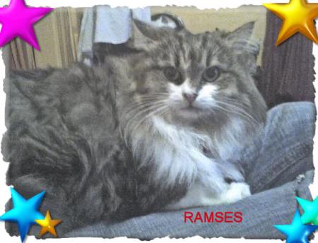 MON PRINCE LOL MON CHAT 