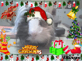 APRES UNE BONNE DOUCHE,COUPE ET BRUSHING IL VIENT VOUS FAIRE COUCOU LOL