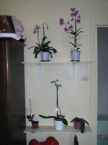 MA PASSION LES ORCHIDEES !!!! tres belle!! mais beaucoup de soins!!!!